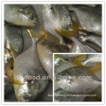 high quality frozen whole round golden pomfret/white pomfret